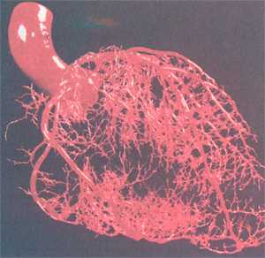 Фракталоподобная структура артерий.