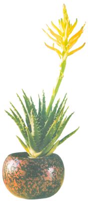 Алоэ длинностолбиковое (Aloe longistyla),
семейство лилейные (Liliaceae)