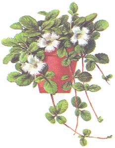 Эписция гвоздикоцветковая.
Episcia dianthiflora.